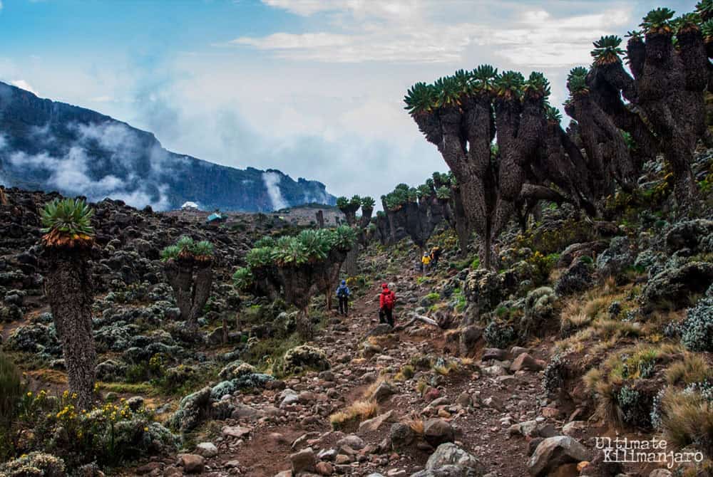 Mount Kilimanjaro