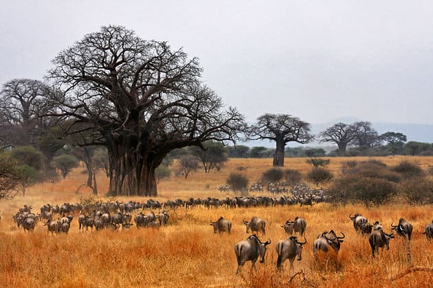 Gazelle on the plains