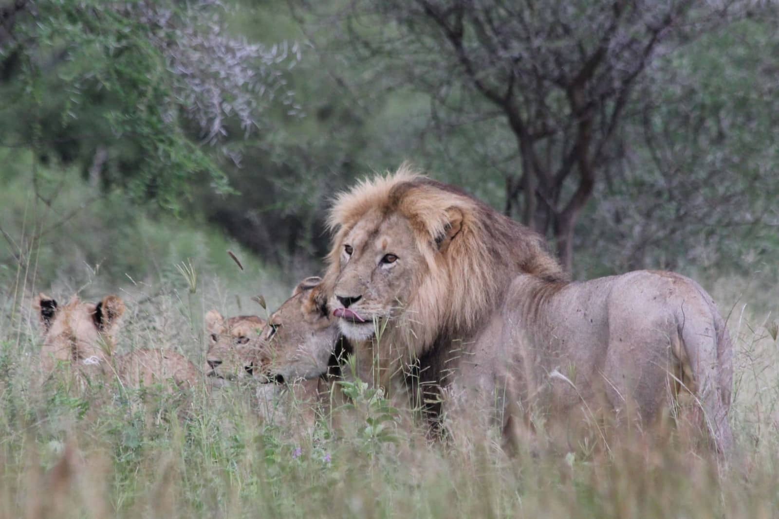 Lion resting