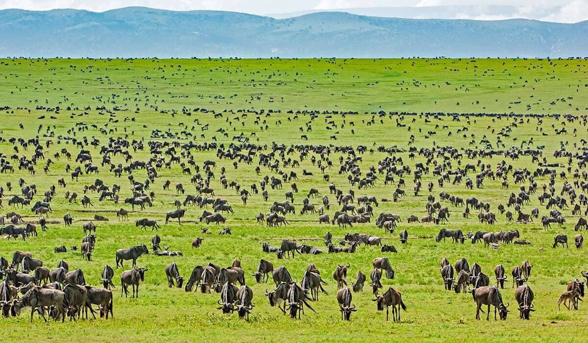 Top 5 Safari Destinations You Must Visit in Tanzania