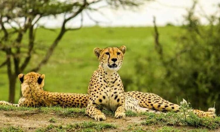 1-Day Tanzania Safari