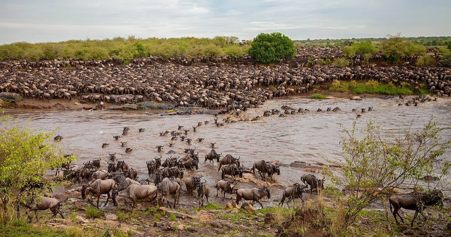 6-Day Wildebeest Migration Safari