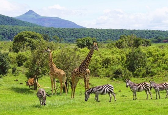 Meru Edge Safari: Arusha National Park Adventure