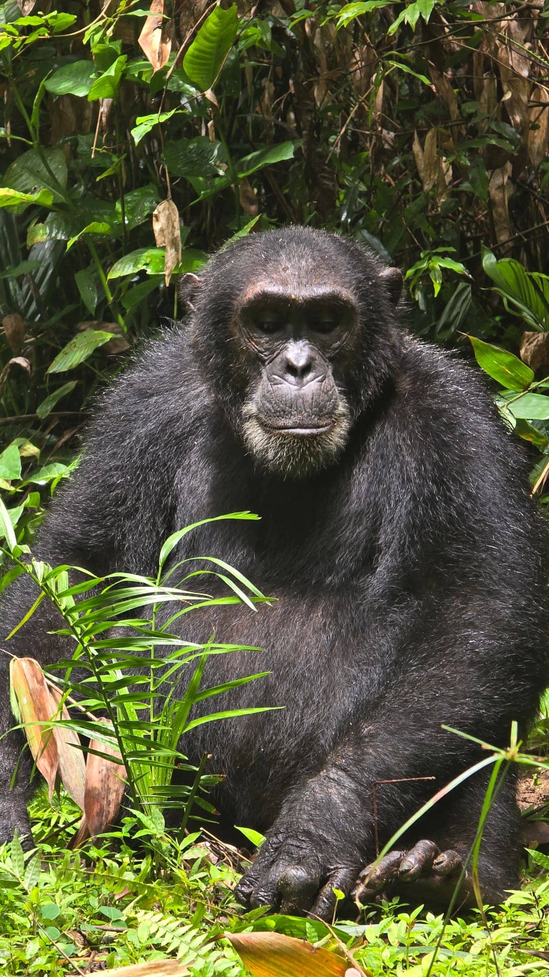 4-Day Gombe Chimpanzee Safari