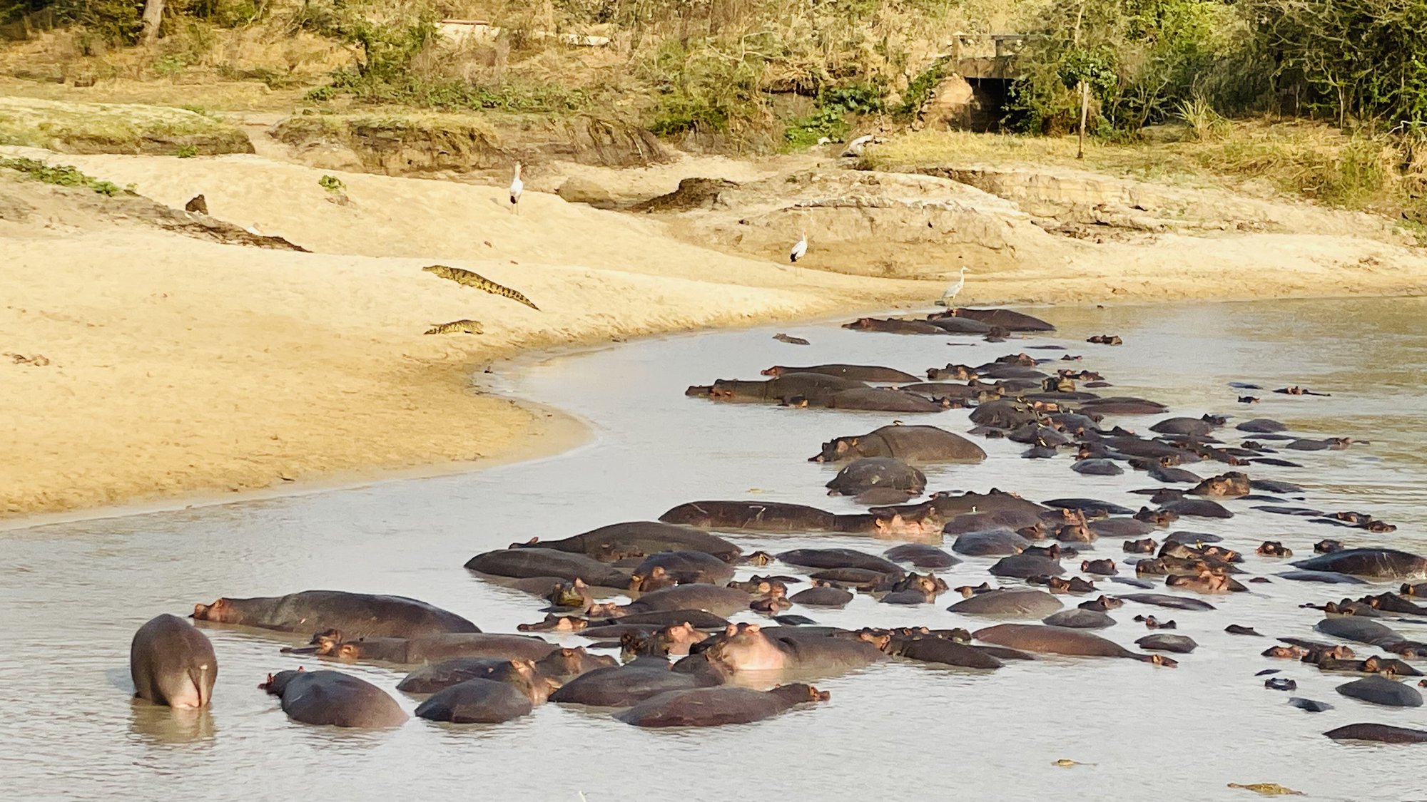 4-Day Katavi Wilderness Safari image 3