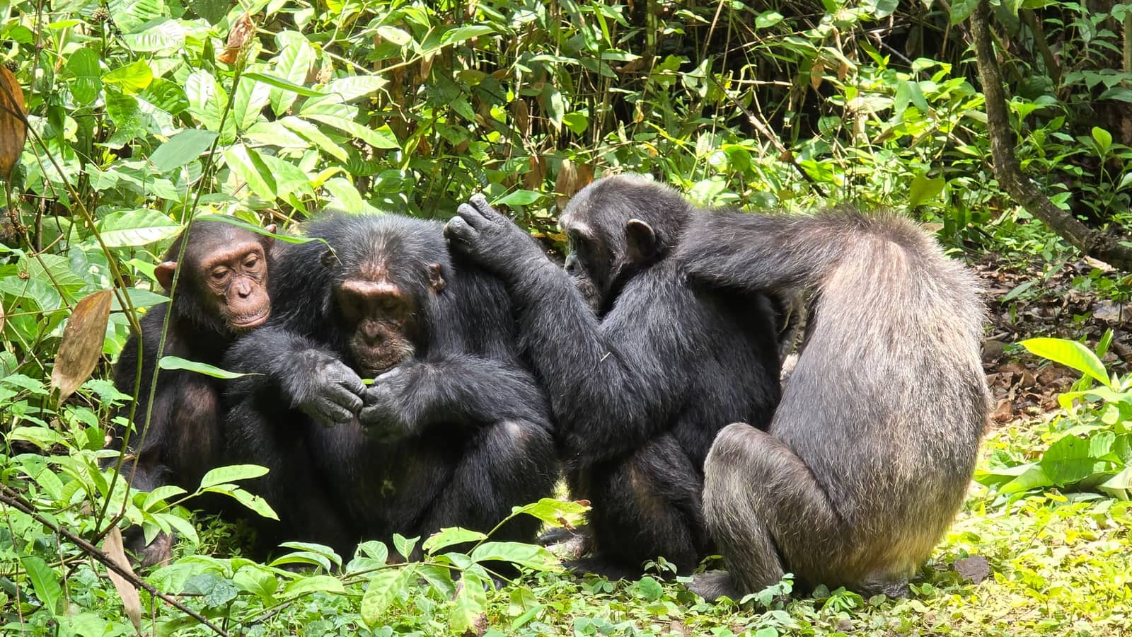 5-Day Mahale Chimpanzee Safari