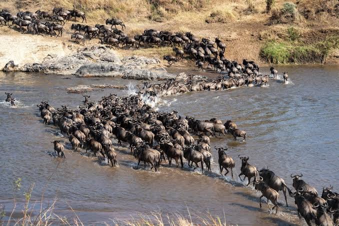 6-Day Wildebeest Migration Safari image 3