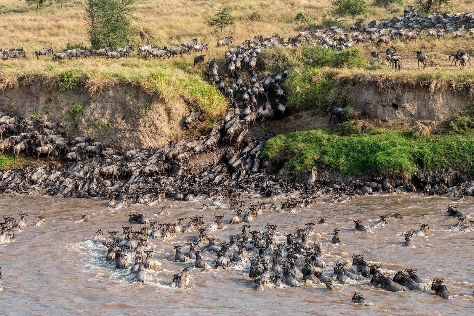 6-Day Wildebeest Migration Safari image 2