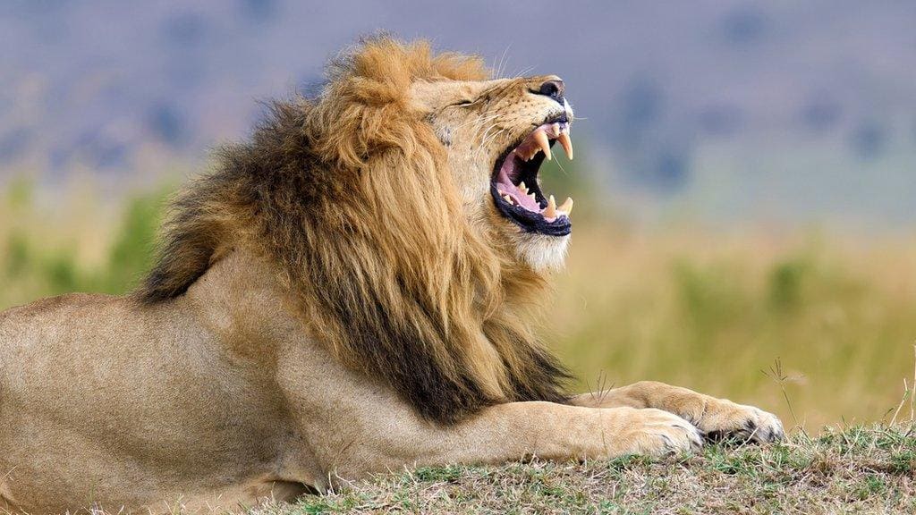 Mikumi lion