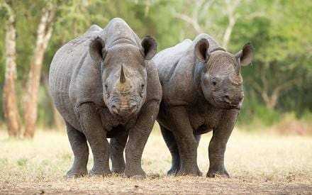 3-Day Mkomazi Rhino & Savannah Safari
