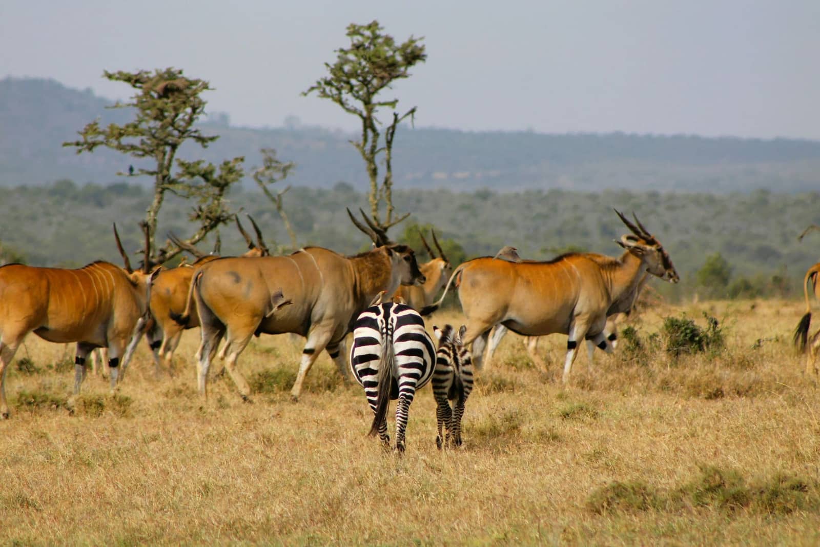 6-Day Ruaha & Nyerere Southern Circuit