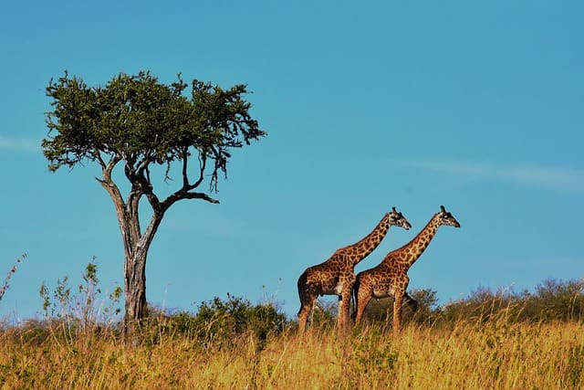 5-Day Tanzania Mid-Season Safari