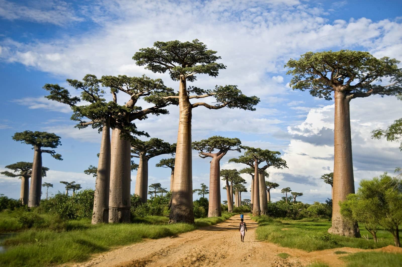 Why we send everyone to Tarangire in October