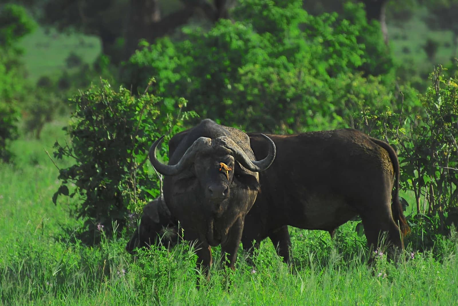 Game Drive