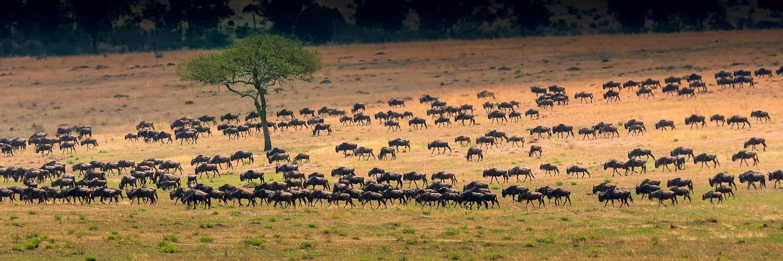 Guests on safari with Western Bridge Africa