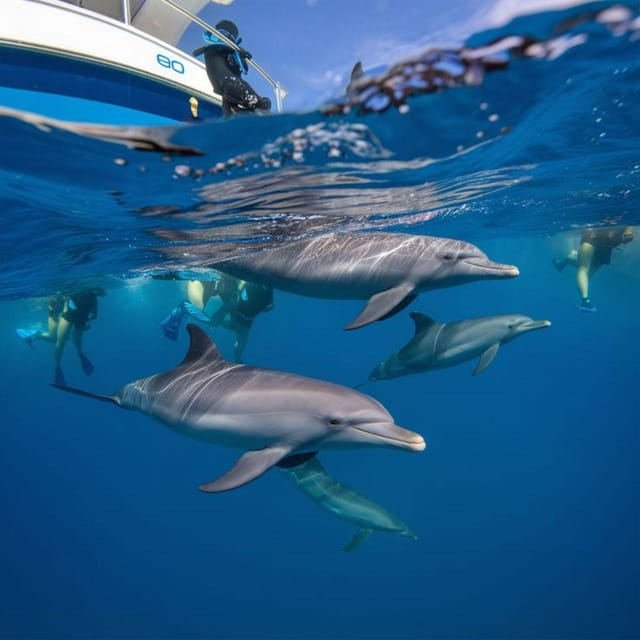 Zanzibar Dolphin Tour
